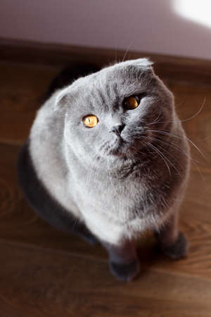The gray cat sits beautifully and happily on the floor in the room. The rays of the sun accentuate the cat's yellow eyes.の写真素材
