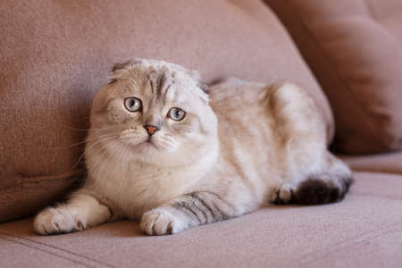 Portrait of a scottish fold cat. Gray cat with beautiful patterns. Face of scottish fold cat.の写真素材