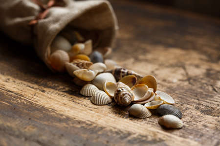 Sea shells on wooden background. Vintage photo with an atmosphere of exploration and treasure hunt.の写真素材
