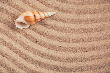 Long seashell lie on the dunes. With place for design, text place. Top view.の写真素材