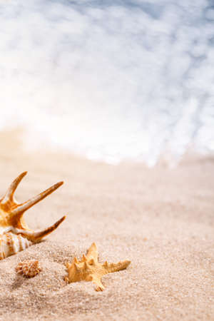 Beautiful seashells lie in the sand on a sunny beach. Blurred sea in the background. Vacation, sea, travel concept. Place for text, close up.の写真素材