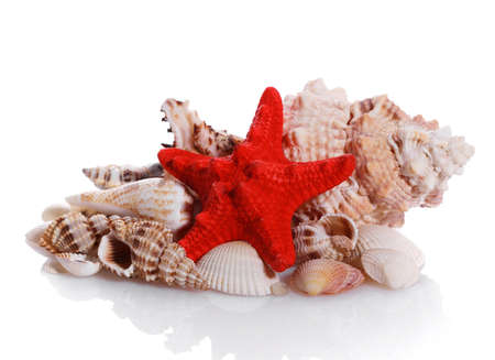 Marine sea shell in a studio setting against a white background. Studio shot.の写真素材