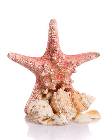 Starfish and different seashells on a white background. Close up. Holiday concept.の写真素材