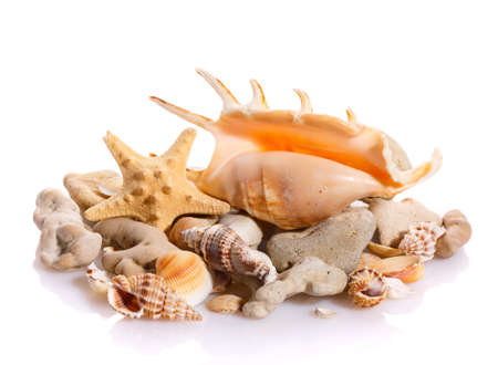 Marine sea shell in a studio setting against a white background. Studio shot.の写真素材