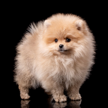 Miniature Pomeranian Spitz puppy standing on black background. Cute dog posing in front of the photographer's camera.の写真素材