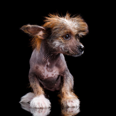 Portrait of Chinese crested dog on a black background. The dog sits and looks away.の写真素材