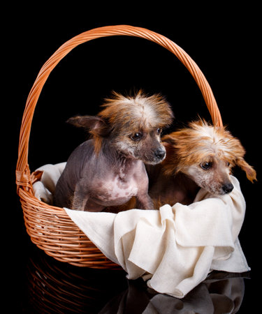 Portrait of two amazing Chinese Crested puppies sitting in a wicker basket on a black background. Puppies are interested looking down. Studio shooting.の写真素材