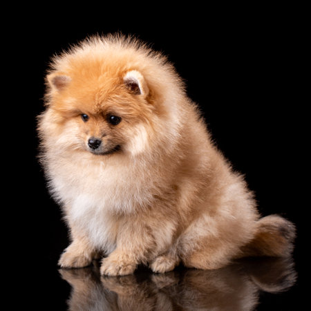 Cute little pomeranian spitz puppy sitting on a black background. Studio portrait of fluffy puppy.の写真素材