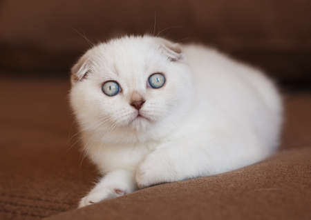 Funny cats with big blue eyes on the sofa at home. Close up.の写真素材