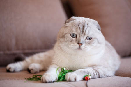 Gray toy is tired of playing with the toy and resting on the couch.の写真素材