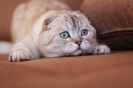 Light gray cat face. Charming female segender of Scottish breed in animal husbandry. Cute cat with light blue eyes.の写真素材