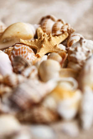 The starfish lies between the seashells. Focus on the starfish. Selective focus, close up.の写真素材