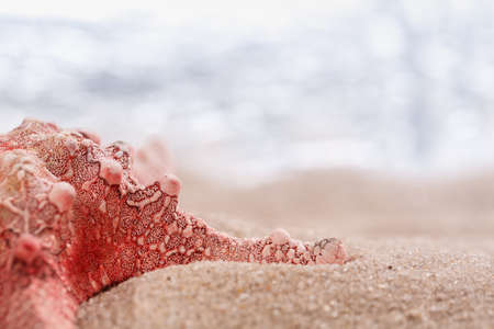 Caribbean starfish on sand close up. Blurred marine background. Place for text. Banner template.