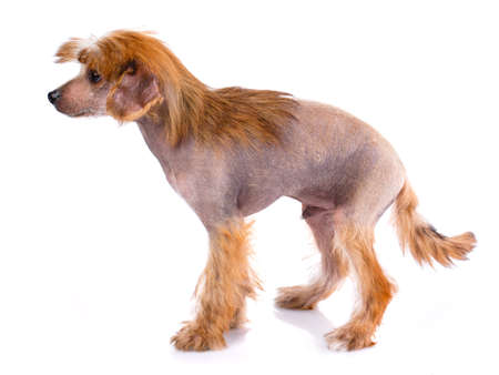 Chinese Crested dog on a white background in studio.の写真素材