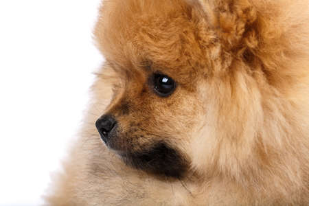 Close up of fluffy little Pomeranian Spitz sitting sideways and looking straight.の写真素材