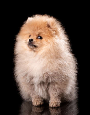 Portrait of a sitting Pomeranian Spitz on black background.の写真素材