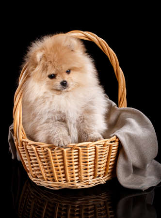 Pomeranian Spitz puppy sits in wicker basket on black background.の写真素材