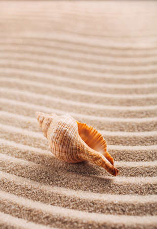 Sea shell on the sand. Summer beach background. Close up. Place for text.の写真素材