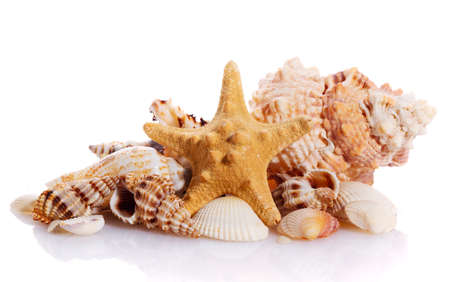 Pile of different seashells isolated on white background.の写真素材