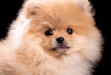 Closeup of fluffy little Pomeranian Spitz looking funny in camera. Studio shooting on a dark background.の写真素材