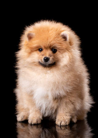 Pomeranian Spitz in studio on black background. Portrait of a little red-haired puppy. The theme of fluffy little dogs.の写真素材