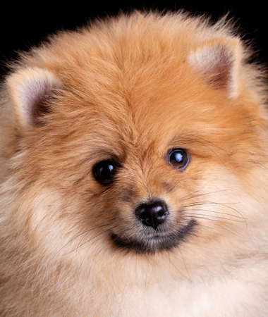 Closeup of fluffy little Pomeranian Spitz posing funny and looking into the camera. Studio shooting on a dark background.の写真素材