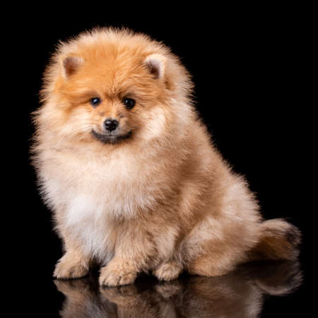 Lovely pomeranian puppy in studio on black background. Cute dog posing in front of the photographer's camera.の写真素材