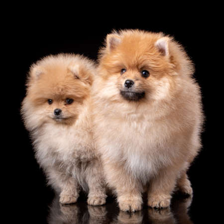 Two fluffy Pomeranian Spitz posing in front of camera on black background. Studio shooting of pets.の写真素材
