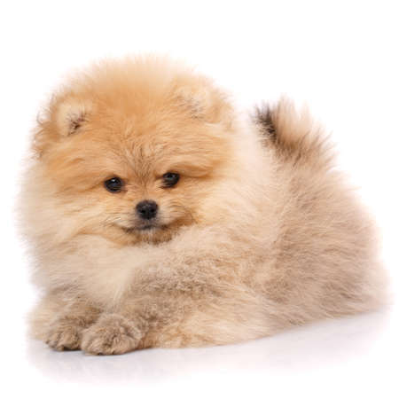 Cute little pomeranian spitz puppy lies on a white background. Studio portrait of fluffy puppy.の写真素材