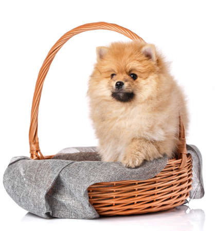 Funny Pomeranian Spitz puppy looking aside while sitting in a wicker basket on a white background.の写真素材