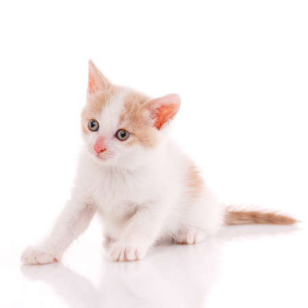 Little scared kitten sitting on a white background in the studio.の写真素材