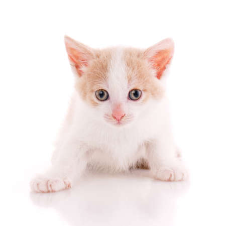 Little white and red kitten funny sitting in front of the camera on a white background.の写真素材