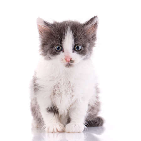 One short haired baby cat on white background. Shooting homeless animals in the studio. Home search concept for animals.の写真素材