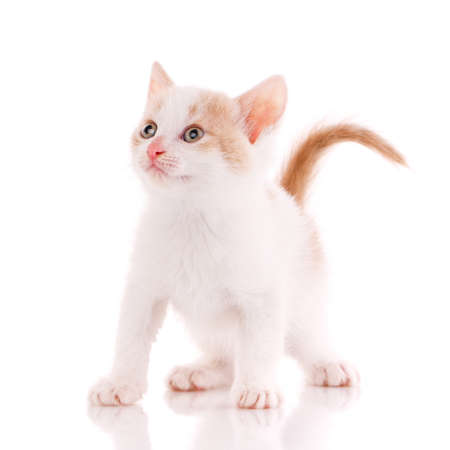 Portrait of a light short-haired kitten looking up on a white background. Close up.の写真素材