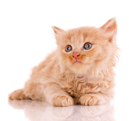 One short haired baby cat on white background. Shooting homeless animals in the studio. Home search concept for animals.の写真素材