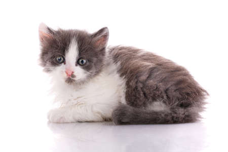 Little white and gray kitten lies on a white background. Side view.の写真素材