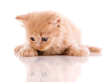 Red-haired little cat lies and looks at his reflection on a white background.の写真素材