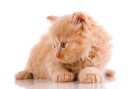 Red kitten lies on a white background and looks to the side Close up.の写真素材