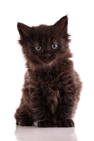 Portrait of a little black longhair kitten sitting on a white background.の写真素材
