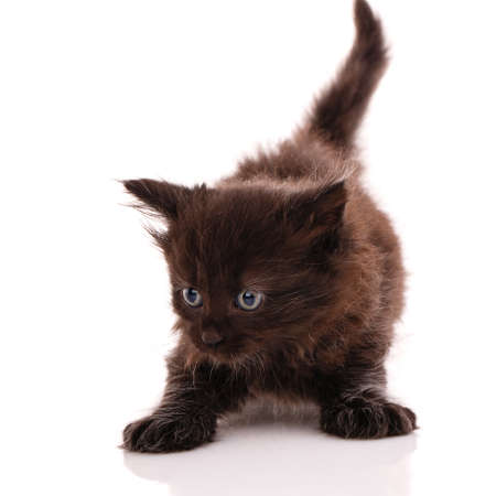 Black kitten is playing in the studio on a white background.の写真素材