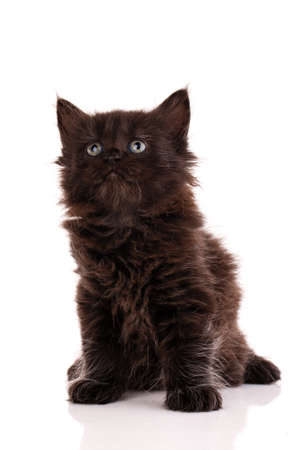 Portrait of a black long-haired kitten sitting and looking up on a white background. Close up.の写真素材