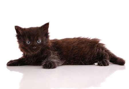 Black little cat lies and looks at the camera on a white background. Side view.の写真素材