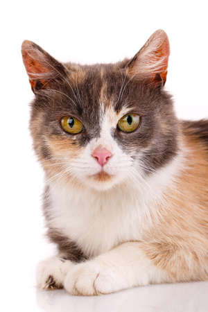 Portrait of a tricolor cat close up on a white background. Cat looks straight into the the camera.の写真素材