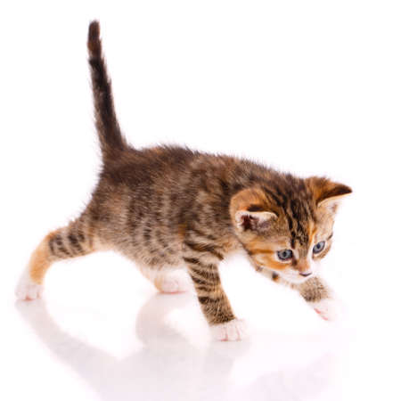 Playful tricolor kitten on a white background. Playful tricolor kitten on a white background. Pets concept.の写真素材