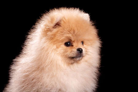 Pomeranian Spitz in studio on black background. Portrait of a little red-haired puppy. The theme of fluffy little dogs.の写真素材