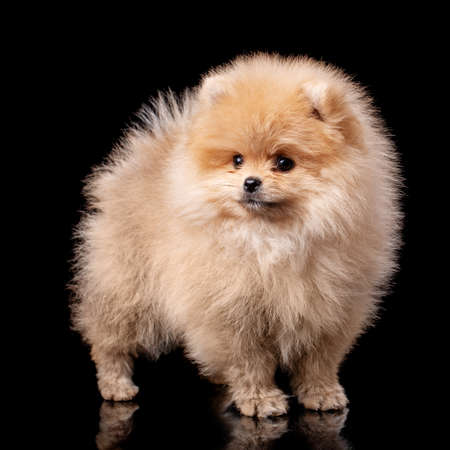 Pomeranian Spitz in studio on black background.の写真素材