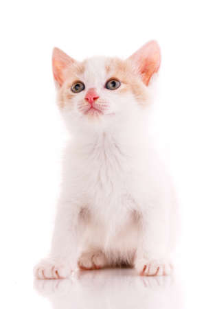 White and red kitten looks up. Isolated.の写真素材