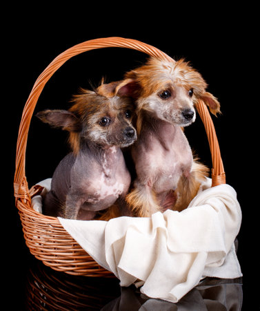 Portrait of two Chinese crested dogs sitting in a wicker basket on a black background.の写真素材