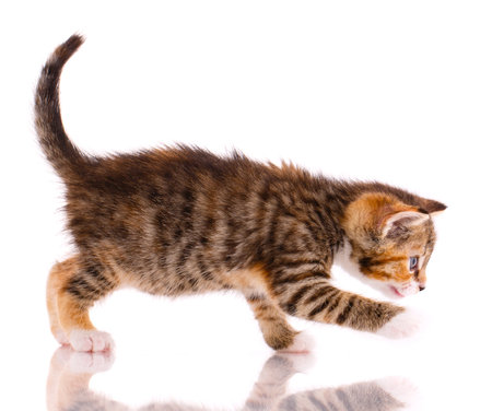 Tricolor kitten is playing on a white background in front of the camera.の写真素材