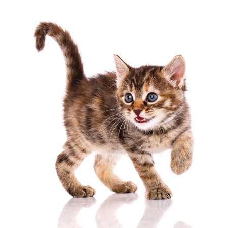 Playful tricolor kitten on a white background. Playful tricolor kitten on a white background. Pets concept.の写真素材